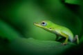 Beautiful selective focus shot of a bright green gecko on a leaf