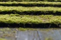 Beautiful selective focus shot of a cascade field. Stairway with ground natural cover