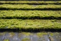 Beautiful selective focus shot of a cascade field. Stairway with ground natural cover, moss