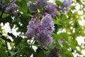 Beautiful selective focus shot of a cluster of lavender growing on a tree