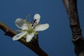 Beautiful selective focus shot of an isolated cherry blossom flower with a black ant on it