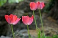 Beautiful selective focus shot of tulips on a sunny day