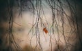 Beautiful selective focus shot of two red leaves on dry branches with water droplets