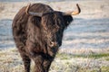 Beautiful selective focus shot of a yak in a farm
