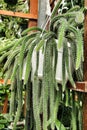 Beautiful Selenicereus Validus cactus Royalty Free Stock Photo