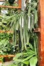 Beautiful Selenicereus Validus cactus Royalty Free Stock Photo