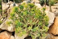 Senecio Kleinia plant in the garden