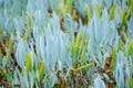 Beautiful Senecio serpens or blue chalksticks plant in a botanical garden.