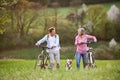 Beautiful senior couple with bicycles and dog outside in spring nature. Royalty Free Stock Photo