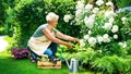 A beautiful senior lady is cutting her roses in the garden. Landscape designer at work. A smiling elderly woman gardener is caring Royalty Free Stock Photo