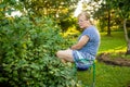 Beautiful senior woman harvesting black currant berries in a garden. Growing own fruits and vegetables in a homestead Royalty Free Stock Photo