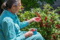 Beautiful senior woman picking homegrown redcurrants