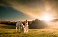 Beautiful sensual women with white horse Royalty Free Stock Photo