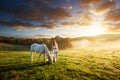 Beautiful sensual women with white horse