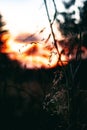 Beautiful sepia sunset at a grassy field with silhouettes of trees Royalty Free Stock Photo