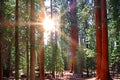 Beautiful sequoia Royalty Free Stock Photo