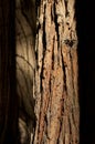 Beautiful sequoia tree bark texture with soft shadow in background. DOF. Royalty Free Stock Photo