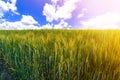 Beautiful serene landscape of green organic young corn field. Agriculture, environment and harvest concept. Fresh green field in Royalty Free Stock Photo