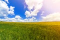 Beautiful serene landscape of green organic young corn field. Agriculture, environment and harvest concept. Fresh green field in Royalty Free Stock Photo