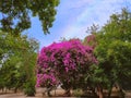 Beautiful serene pink flower tree in the garden park surrounded by green. Nature beauty