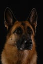 Beautiful serious breed of dog, muzzle close-up. Portrait of red German Shepherd on black background, studio photo Royalty Free Stock Photo