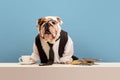 Beautiful, serious purebred dog, English bulldog in formal wear, shirt, tie and glasses sitting at table against blue Royalty Free Stock Photo