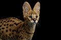 Beautiful Serval Cat in Studio Isolated on Black Background