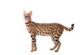 Beautiful serval, Leptailurus serval Royalty Free Stock Photo