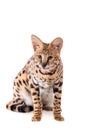 Beautiful serval, Leptailurus serval Royalty Free Stock Photo