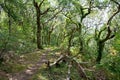 Welsh oak woodland Royalty Free Stock Photo