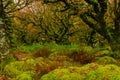 Sessile oaks and moss in Wistman`s Wood in Cornwall, England, UK, United Kingdom