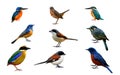 Beautiful set of colorful wild birds isolated on white background ready to use for commercial and nature advertisement, exotic na