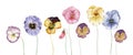 Watercolor pansy flowers Royalty Free Stock Photo