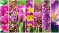 Beautiful set of pink flowers. Collage of flowers in stripes Royalty Free Stock Photo