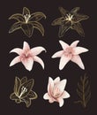 Beautiful set with pink white cream and golden lily on dark background