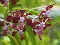 A beautiful set of red orchid on green leaves background Royalty Free Stock Photo