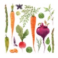 Beautiful set with watercolor hand drawn different vegetable paintings. Stock illustration.