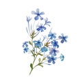 Watercolor Plumbago flower set