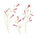 Watercolor Russelia flower set