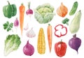 Beautiful set with hand drawn watercolor healthy vegetable food. Cabbage corn broccoli onion zucchini lettuce papper