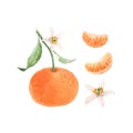 Beautiful set with watercolor hand drawn orange mandarin fruit. Stock illustration.