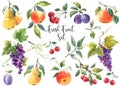 Beautiful set with watercolor hand drawn pear apple cherry grape plum fruits and berries. Stock clip art illustration.