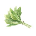 Beautiful set with watercolor hand drawn salad leaves. Stock illustration.