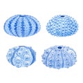 Beautiful set with watercolor sea urchin. Stock illustration.