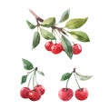 Beautiful set with hand drawn watercolor tasty summer cherry berries. Stock illustration.