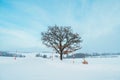 Beautiful Seven stars tree with Snow in winter season at Biei Patchwork Road. landmark and popular for attractions in Hokkaido,