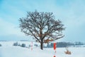 Beautiful Seven stars tree with Snow in winter season at Biei Patchwork Road. landmark and popular for attractions in Hokkaido,