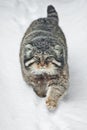 Beautiful but severe fluffy and angry wild cat manul is walking in the snow right at you full face, a white snow background