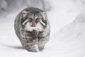 Beautiful but severe fluffy and angry wild cat manul is walking in the snow right at you full face, a white snow background- cool