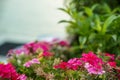 Beautiful shades of blossom pink purple magenta wild flower on blurred green leaves garden and sky background, selective focus Royalty Free Stock Photo